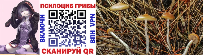 магазин продажи наркотиков  Гатчина  OMG ссылки  Псилоцибиновые грибы Psilocybe 